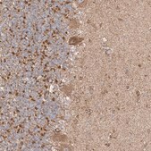 Anti-PLCL1 antibody produced in rabbit Prestige Antibodies&#174; Powered by Atlas Antibodies, affinity isolated antibody, buffered aqueous glycerol solution