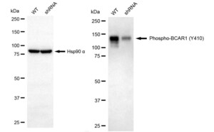 KD-Validated Anti-phospho-BCAR1(Tyr410) Antibody, clone 23GB3870, Rabbit Monoclonal clone 23GB3870, recombinant rabbit monoclonal, expressed in HEK293 cells