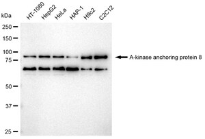 KD-Validated Anti A-kinase anchoring protein 8 Antibody, clone 23GB2970, Rabbit Monoclonal clone 23GB2970, recombinant rabbit monoclonal, expressed in HEK293 cells