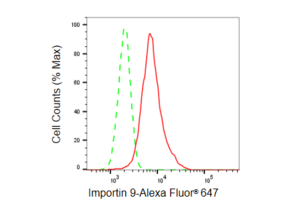 KD-Validated Anti Importin 9 Antibody, clone 23GB5990, Rabbit Monoclonal clone 23GB5990, recombinant rabbit monoclonal, expressed in HEK293 cells