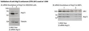 Anti-Atg13 Antibody serum, from rabbit