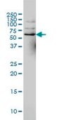 Monoclonal Anti-NCOA4 antibody produced in mouse clone 1A2, ascites fluid, solution