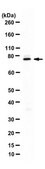 Anti-TFE3 from rabbit, purified by affinity chromatography