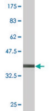 Monoclonal Anti-TOPORS antibody produced in mouse clone 6B7, purified immunoglobulin, buffered aqueous solution