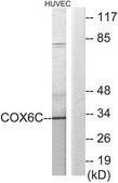 Anti-COX6C antibody produced in rabbit affinity isolated antibody