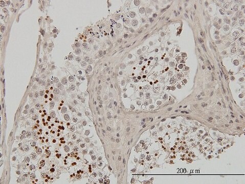 Monoclonal Anti-TNP1 antibody produced in mouse clone 1B5, purified immunoglobulin, buffered aqueous solution