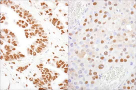 Rabbit anti-CPSF160 Antibody, Affinity Purified Powered by Bethyl Laboratories, Inc.