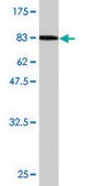 Monoclonal Anti-HSPA2 antibody produced in mouse clone 2D11, purified immunoglobulin, buffered aqueous solution