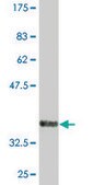 Monoclonal Anti-PCGF5 antibody produced in mouse clone 3C10, purified immunoglobulin, buffered aqueous solution