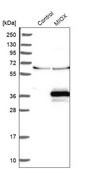 Anti-MIOX antibody produced in rabbit Prestige Antibodies&#174; Powered by Atlas Antibodies, affinity isolated antibody, buffered aqueous glycerol solution