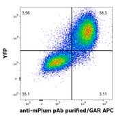 Anti-mPlum produced in rabbit