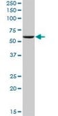 Anti-PES1 antibody produced in mouse IgG fraction of antiserum, buffered aqueous solution
