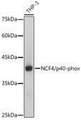 Anti-NCF4/p40-phox Antibody, clone 4L9Z4, Rabbit Monoclonal