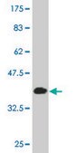 Monoclonal Anti-MAPK13 antibody produced in mouse clone 3D8, purified immunoglobulin, buffered aqueous solution