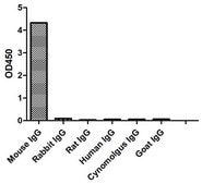 Goat Anti-Mouse IgG2a(Fcγ) HRP Alpaca Heavy chain only Antibody recombinant Alpaca(VHH) Nano antibody