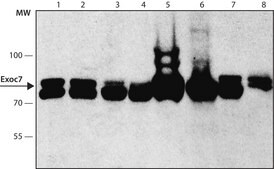 Monoclonal Anti-EXOC7 antibody produced in mouse 1 mg/mL, clone 70X13F3, purified immunoglobulin