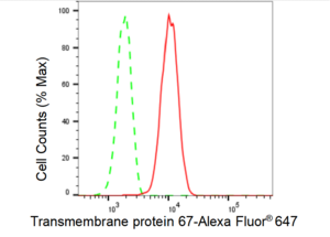 Anti Transmembrane protein 67 Antibody, clone 23GB4990, Rabbit Monoclonal clone 23GB4990, recombinant rabbit monoclonal, expressed in HEK293 cells