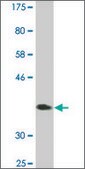 Monoclonal Anti-ZNF131 antibody produced in mouse clone 5F1, ascites fluid