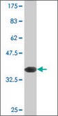 Monoclonal Anti-INPPL1, (C-terminal) antibody produced in mouse clone 10G6, purified immunoglobulin, buffered aqueous solution