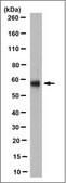 Anti-Prion Protein Antibody, clone 12D6.1 clone 12D6.1, from mouse