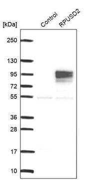 Anti-RPUSD2 antibody produced in rabbit Prestige Antibodies&#174; Powered by Atlas Antibodies, affinity isolated antibody, buffered aqueous glycerol solution
