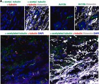 Anti-γ-Tubulin-Cy3™ antibody produced in rabbit affinity isolated antibody, buffered aqueous solution