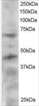Anti-TERF1/PIN2 antibody produced in goat affinity isolated antibody, buffered aqueous solution