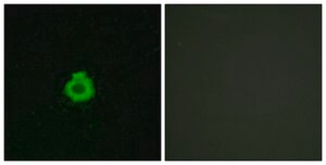 Anti-BAI2 antibody produced in rabbit affinity isolated antibody