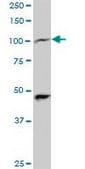 ANTI-PPARGC1A antibody produced in mouse clone 2F9, purified immunoglobulin, buffered aqueous solution