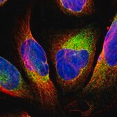 Anti-GPANK1 antibody produced in rabbit Prestige Antibodies&#174; Powered by Atlas Antibodies, affinity isolated antibody, buffered aqueous glycerol solution