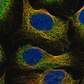 Anti-C14orf159 antibody produced in rabbit Prestige Antibodies&#174; Powered by Atlas Antibodies, affinity isolated antibody, buffered aqueous glycerol solution
