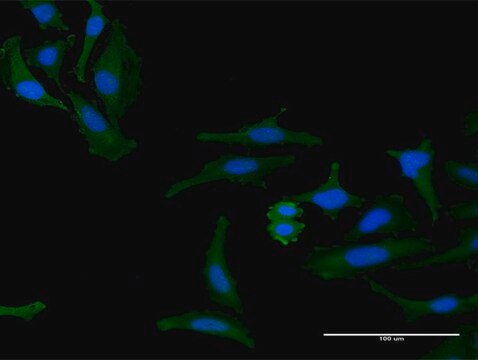 Anti-FAM60A antibody produced in mouse purified immunoglobulin, buffered aqueous solution