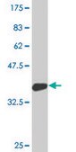 Monoclonal Anti-DBR1 antibody produced in mouse clone 3A7, purified immunoglobulin, buffered aqueous solution