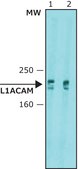 抗-L1CAM 抗体，小鼠单克隆 clone UJ127.11, purified from hybridoma cell culture