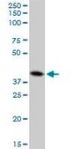 Anti-CTSD antibody produced in mouse purified immunoglobulin, buffered aqueous solution