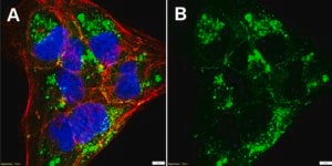 Anti-ZO-1 Antibody, clone 5G6.1 ZooMAb® Mouse Monoclonal recombinant, expressed in HEK 293 cells