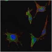Anti-SMAD5 Antibody, clone 3H9 ascites fluid, clone 3H9, from mouse