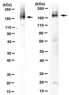 Anti-Neurexin-1