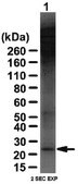 Anti-Bak (NT) Antibody from rabbit, purified by affinity chromatography