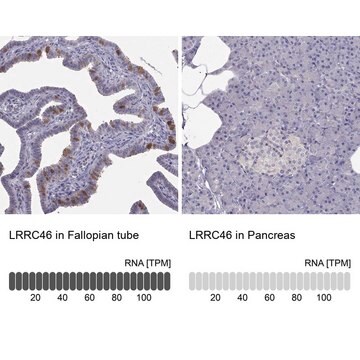 Anti-LRRC46 Prestige Antibodies&#174; Powered by Atlas Antibodies, affinity isolated antibody