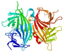 抗生物素蛋白 −琼脂糖类 来源于鸡蛋白 aqueous glycerol suspension