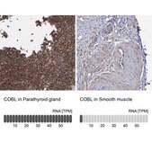 Anti-COBL antibody produced in rabbit Prestige Antibodies&#174; Powered by Atlas Antibodies, affinity isolated antibody, buffered aqueous glycerol solution, Ab2
