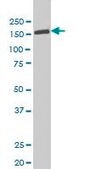 Monoclonal Anti-TYK2 antibody produced in mouse clone 6H1, purified immunoglobulin, buffered aqueous solution