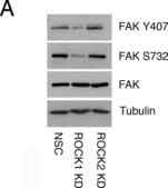 抗-&#945;-微管蛋白抗体，小鼠单克隆 clone DM1A, purified from hybridoma cell culture