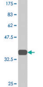 Monoclonal Anti-TSPAN2 antibody produced in mouse clone 4A3, purified immunoglobulin, buffered aqueous solution