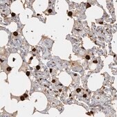 Anti-IFI30 antibody produced in rabbit Prestige Antibodies&#174; Powered by Atlas Antibodies, affinity isolated antibody, buffered aqueous glycerol solution