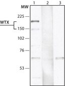 Anti-WTX (N-terminal) antibody produced in rabbit ~1.0 mg/mL, affinity isolated antibody