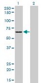 Monoclonal Anti-SARS antibody produced in mouse clone 1H4, purified immunoglobulin, buffered aqueous solution