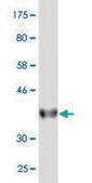 Monoclonal Anti-HINT2, (C-terminal) antibody produced in mouse clone 1C2, purified immunoglobulin, buffered aqueous solution