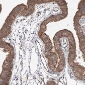 Anti-VPS37B antibody produced in rabbit Prestige Antibodies&#174; Powered by Atlas Antibodies, affinity isolated antibody, buffered aqueous glycerol solution